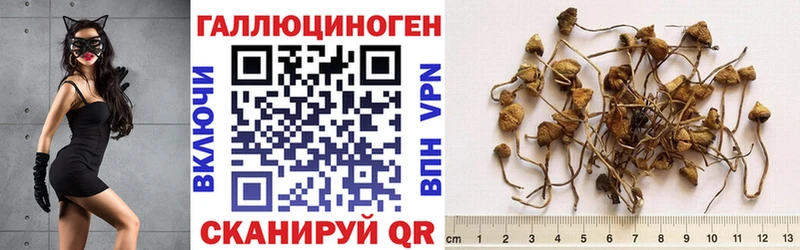 блэк спрут ONION  цены   Верхняя Пышма  Псилоцибиновые грибы Psilocybine cubensis 